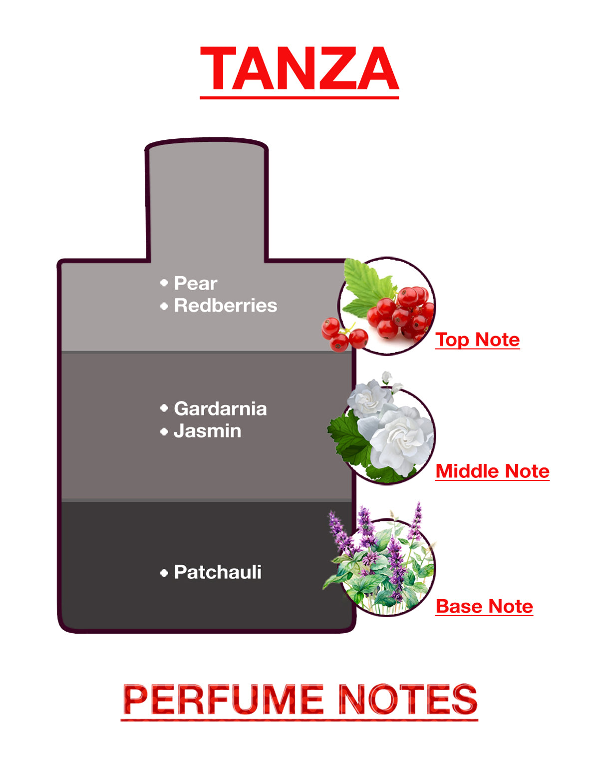 BodyX Tanza Eau De Parfum for Women Long-Lasting Feminine Fragranceme TANZA EDP-25ml